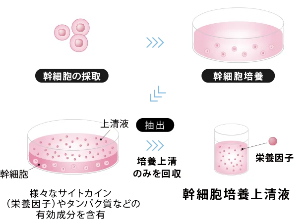 幹細胞培養上清液の抽出方法