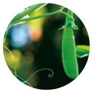 成分アナゲイン