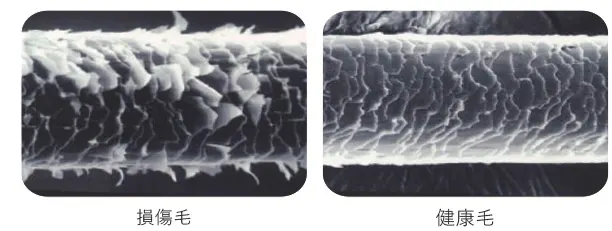 損傷毛と健康毛